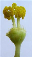  Stamens 